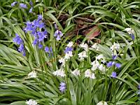 Hyacinthoides non-scripta Chouard, subsp Non-Scripta X Hispanica, Miller Kerguelen (fam Hyacinthacees) (1) (Photo F. Mrugala)